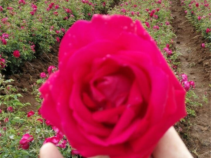 昆明冠生园食用玫瑰花——重瓣玫瑰